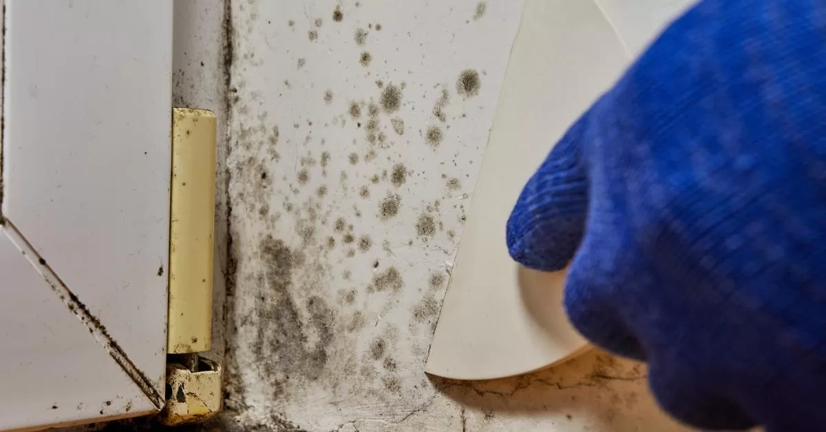 A close-up of a corner near a door with mold as a blue-gloved hand holding a white spatula removes it.